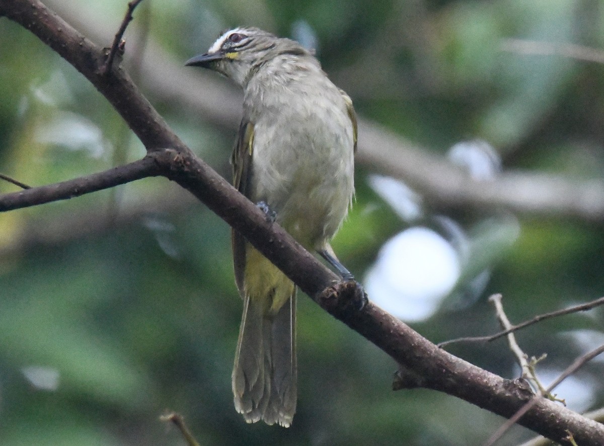 White-browed Bulbul - ML646337235