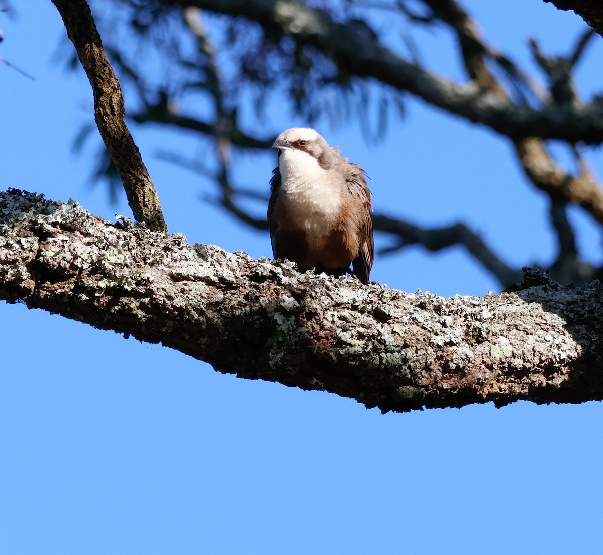 Gray-crowned Babbler - ML646337236