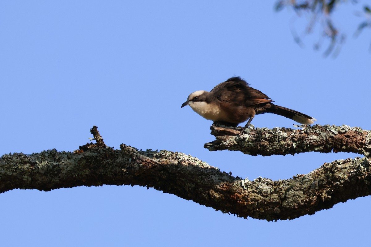 Gray-crowned Babbler - ML646337237