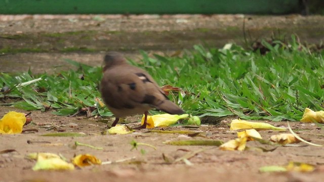 Blue-spotted Wood-Dove - ML646337240