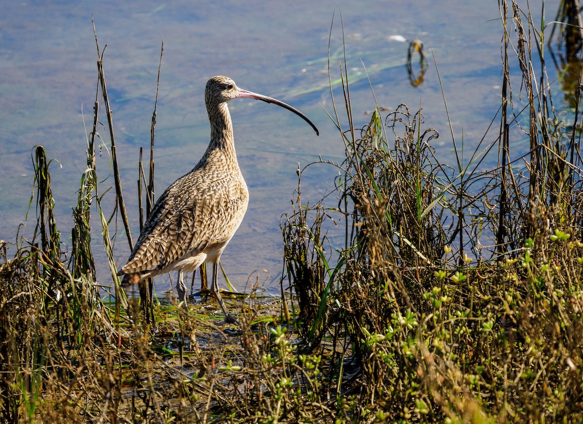 Long-billed Curlew - ML646337241
