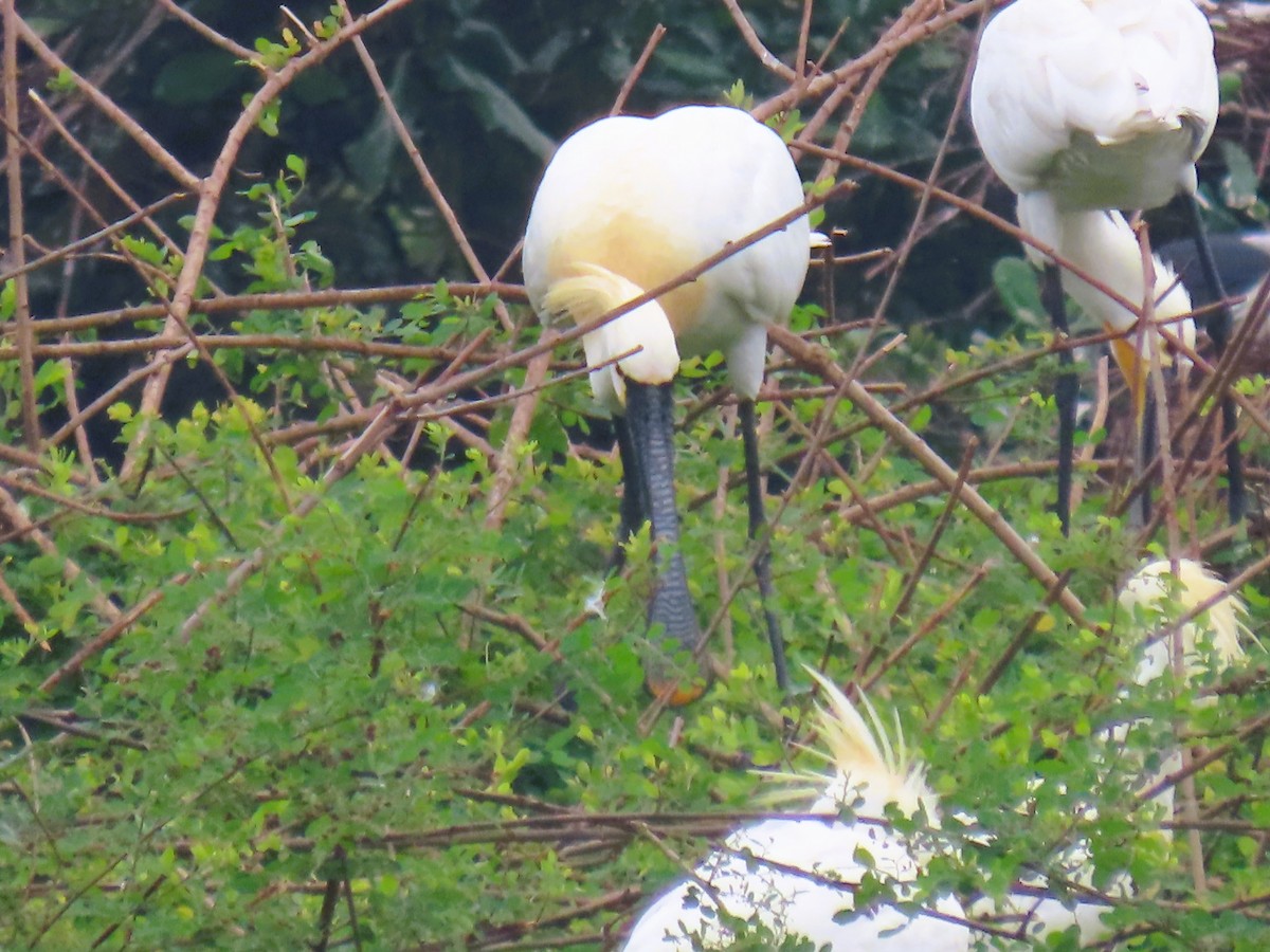 Eurasian Spoonbill - ML646337242