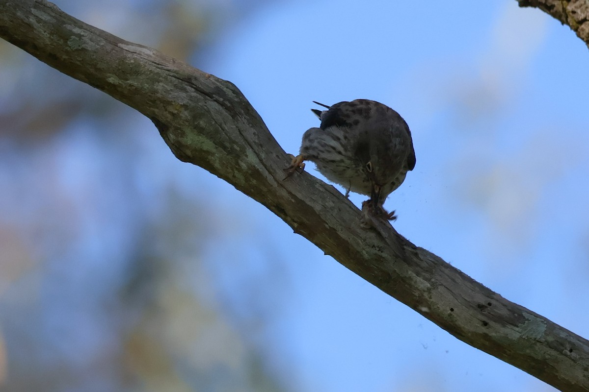 Varied Sittella - ML646337245