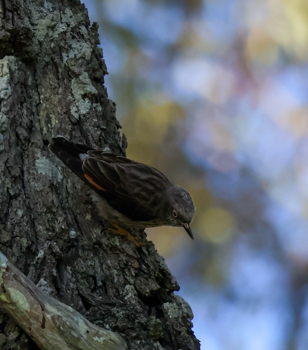 Varied Sittella - ML646337246