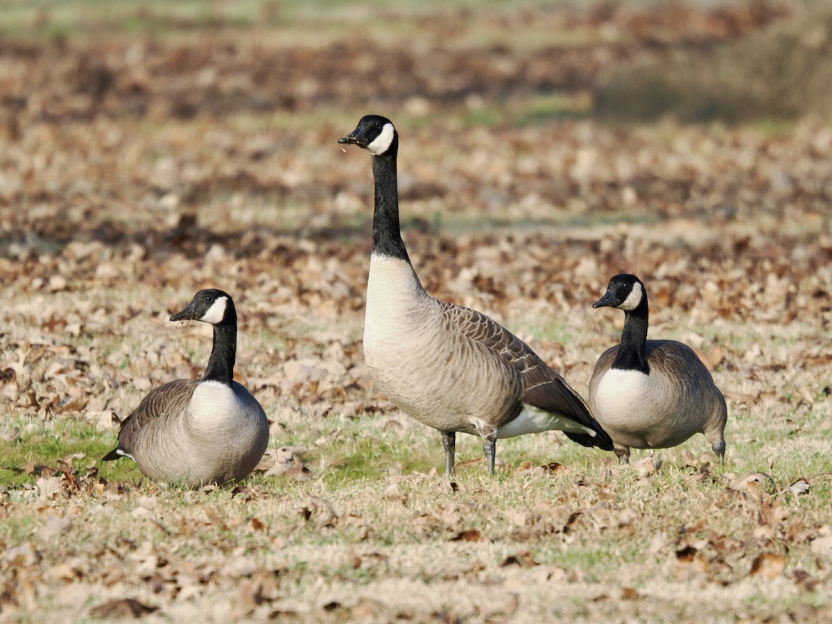 Canada Goose - ML646337247