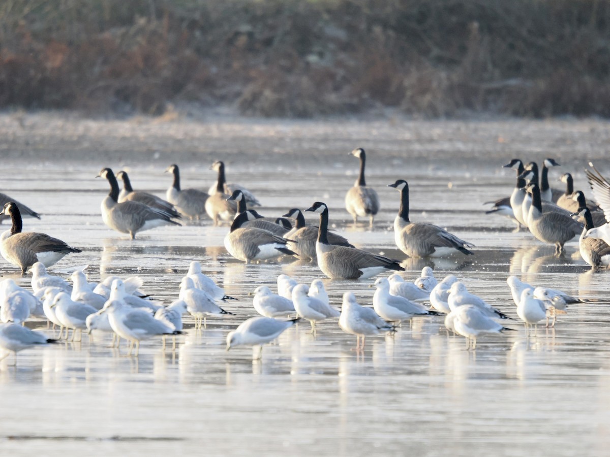 Canada Goose - ML646337248