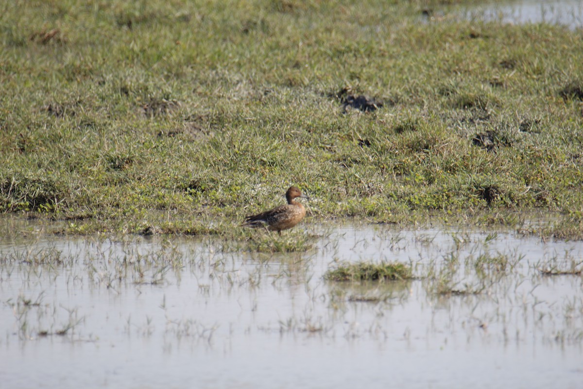 Green-winged Teal - ML646337250