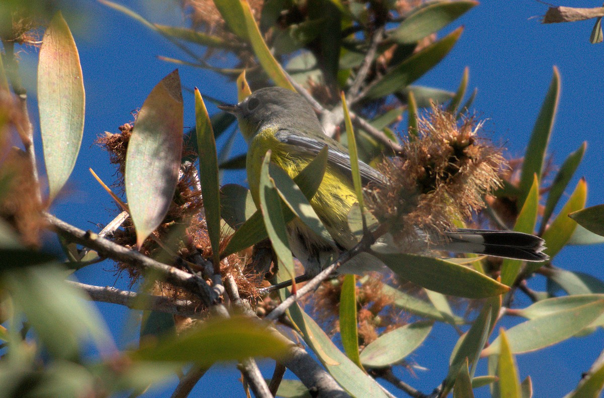 lesňáček tajgový - ML646337251