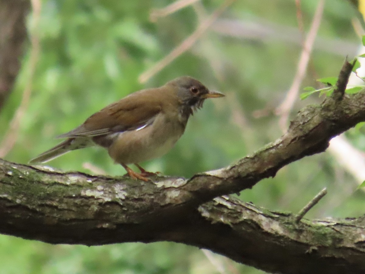 Pale Thrush - ML646337255