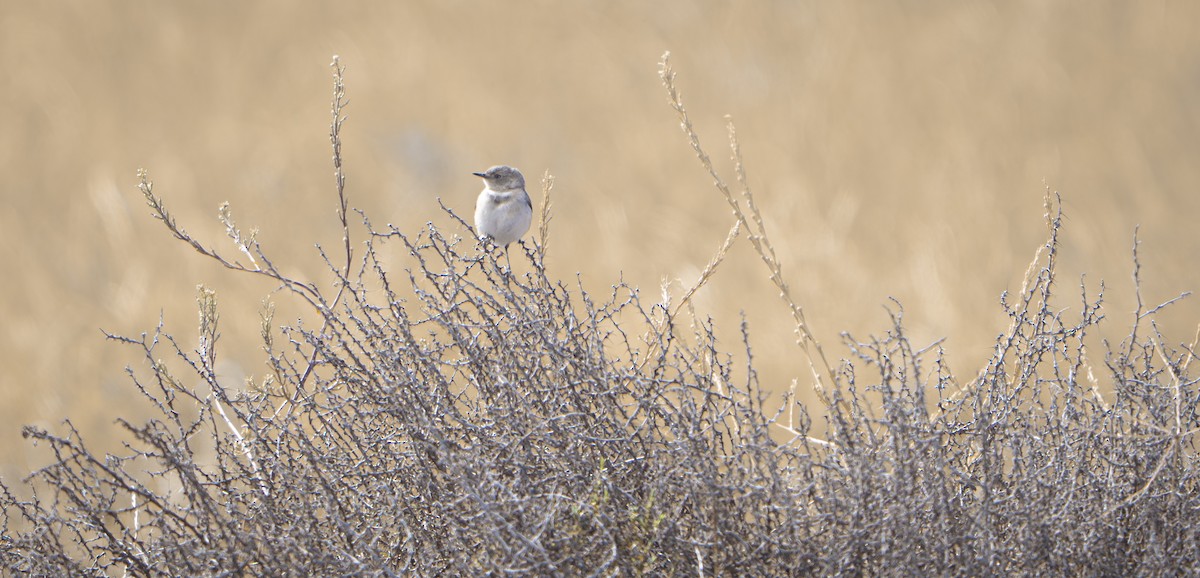 Eptianuro Pío - ML646337257