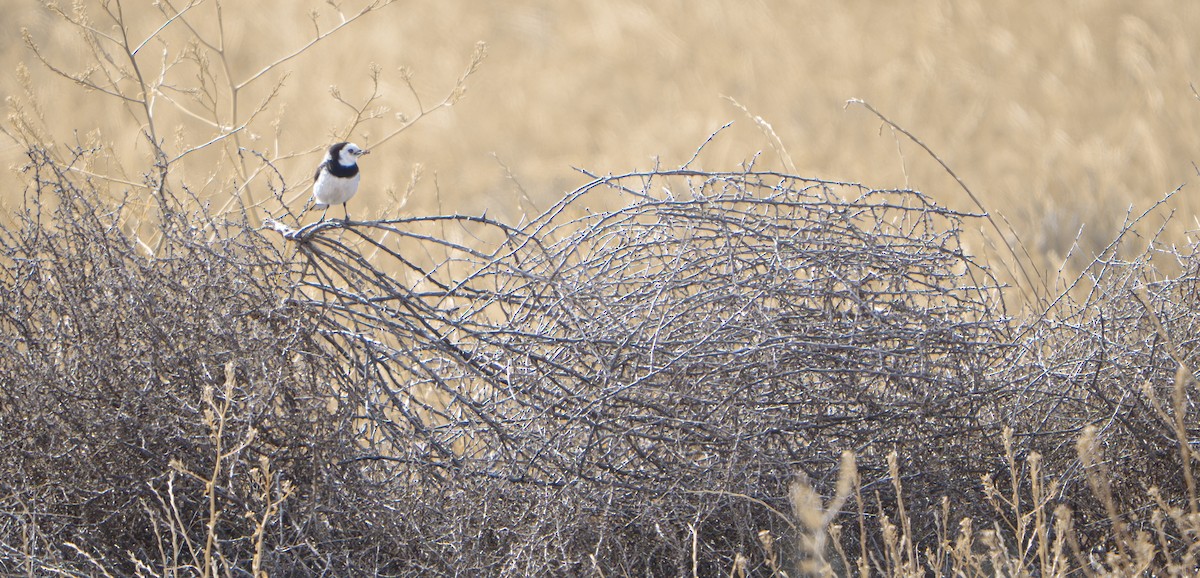 Eptianuro Pío - ML646337258