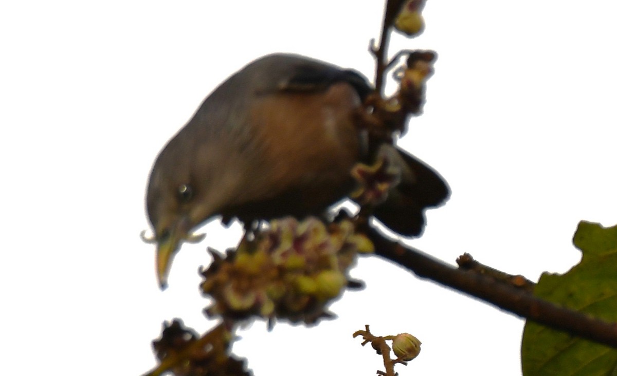 Chestnut-tailed Starling - ML646337259