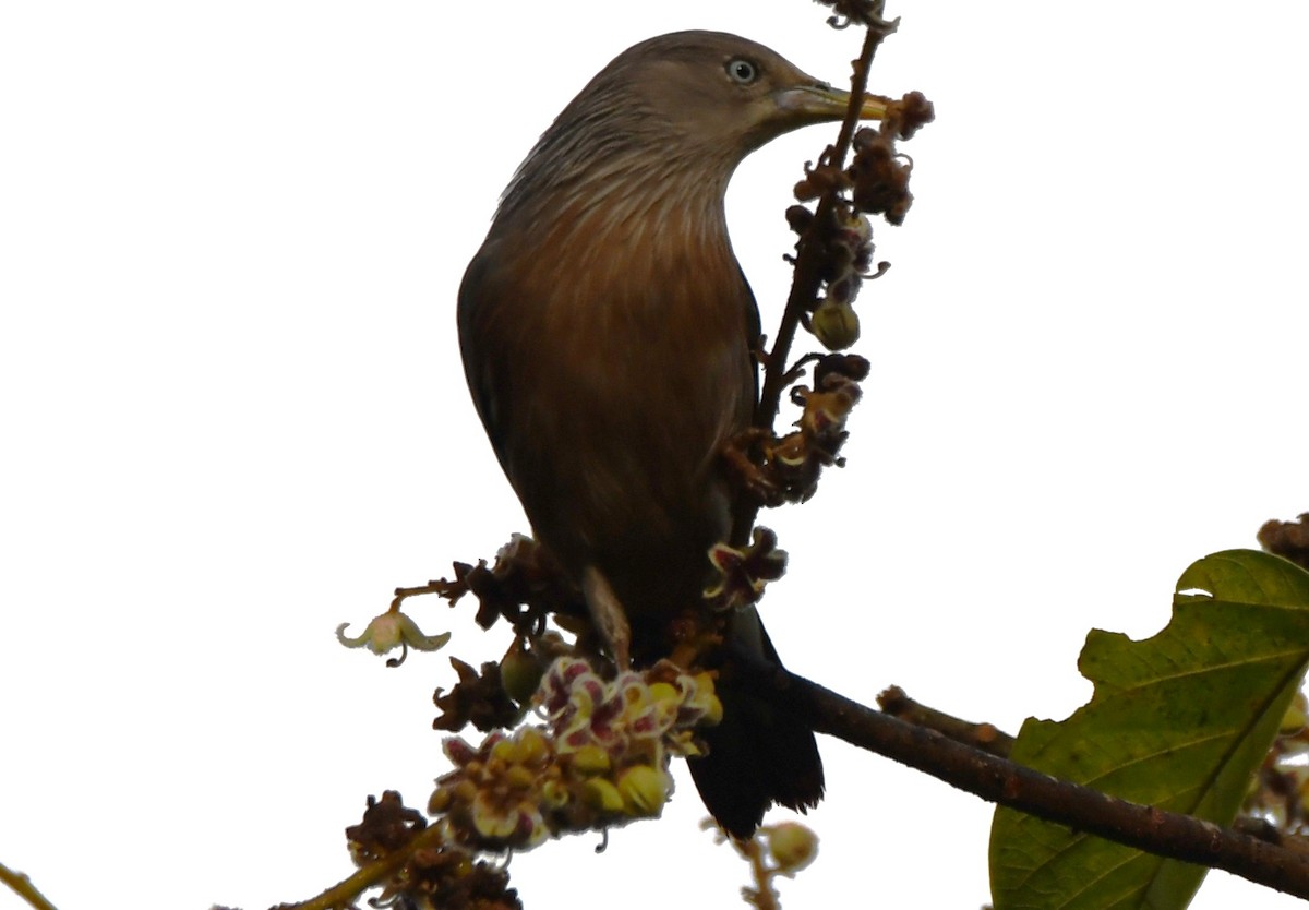 Chestnut-tailed Starling - ML646337262