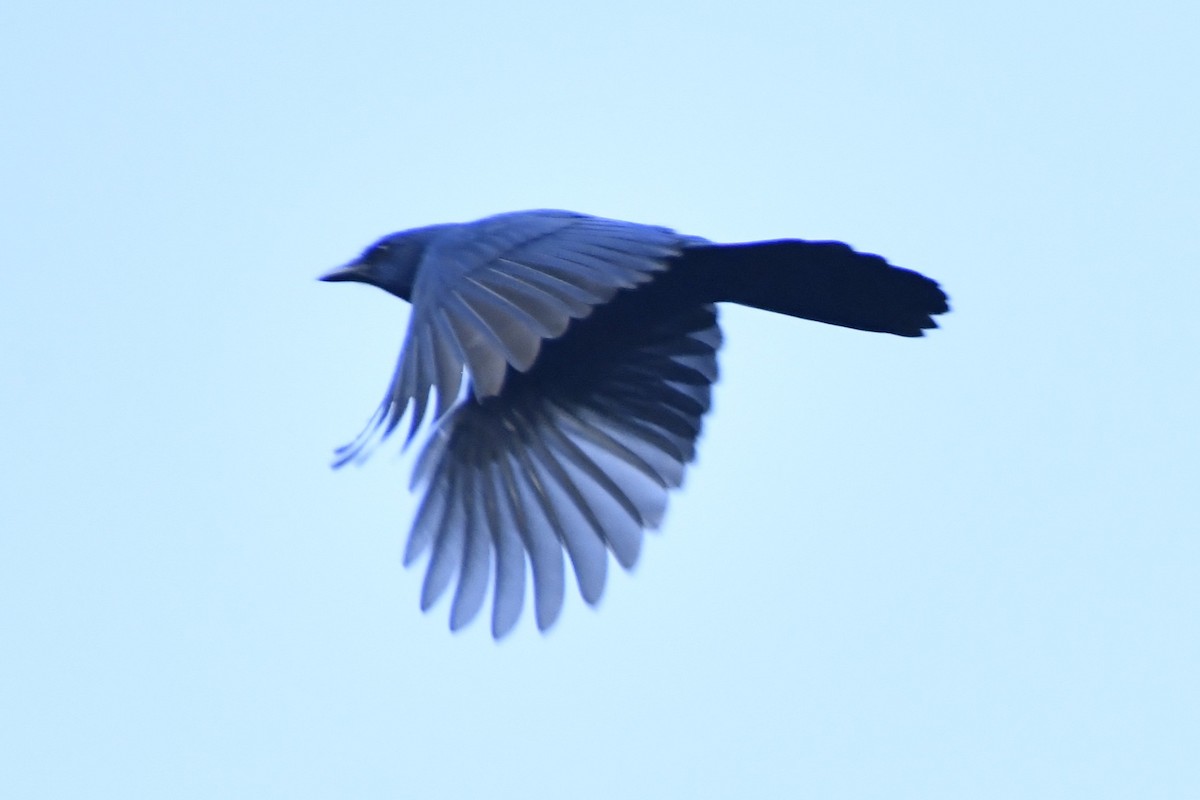 Unicolored Jay - ML646337264