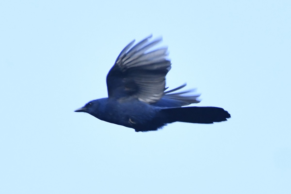 Unicolored Jay - ML646337265