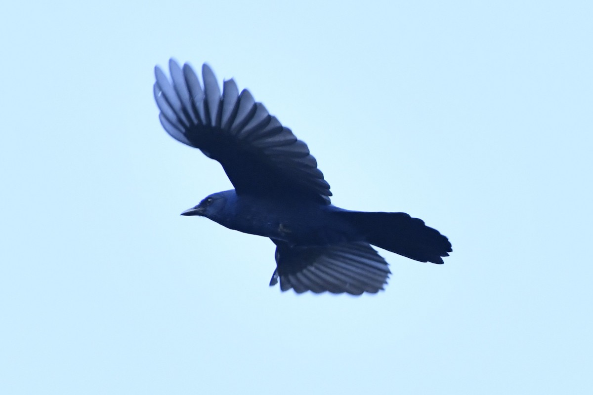 Unicolored Jay - ML646337266