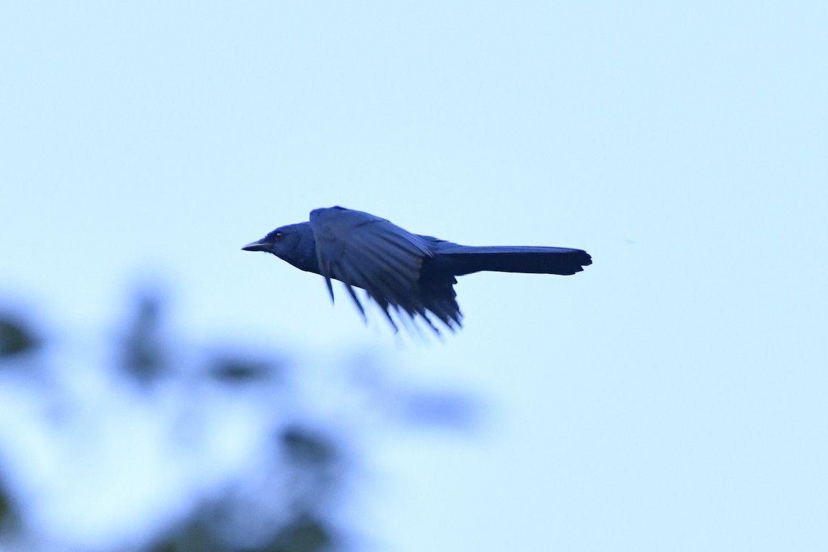 Unicolored Jay - ML646337267