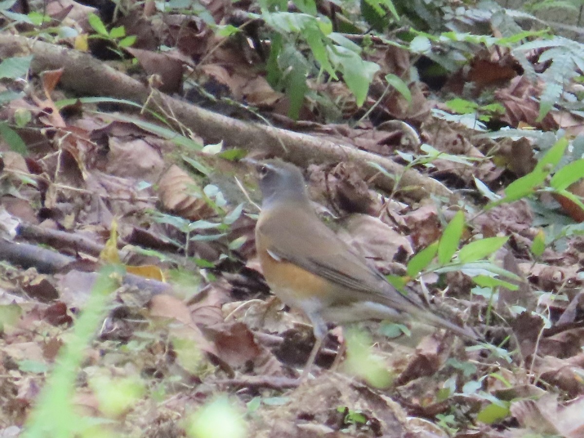 Eyebrowed Thrush - ML646337273