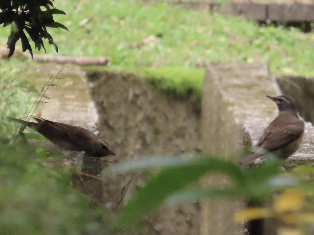 Eyebrowed Thrush - ML646337274