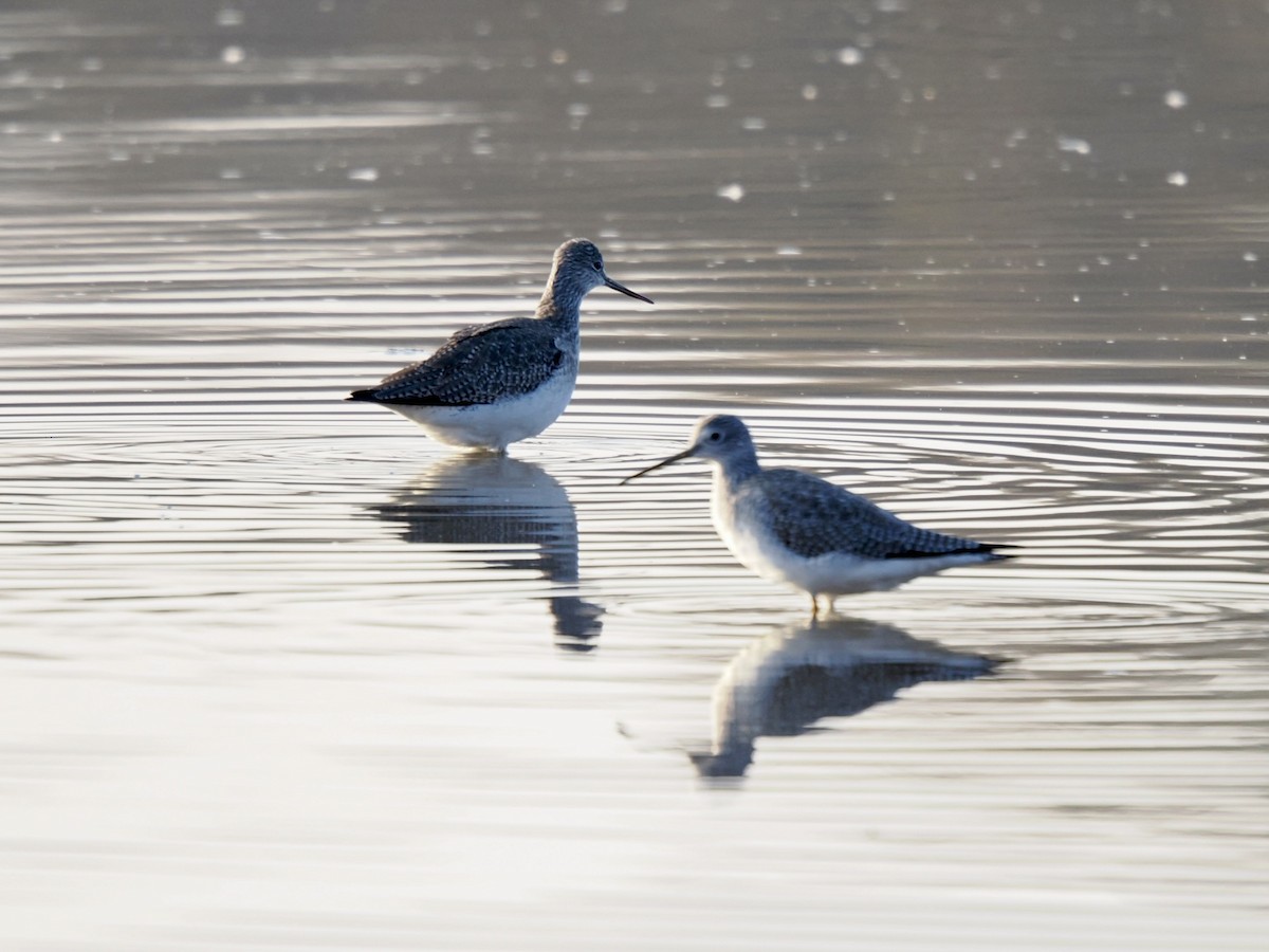 Greater Yellowlegs - ML646337275