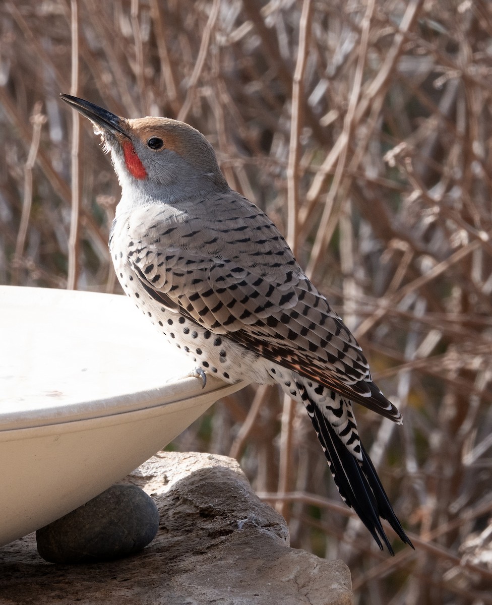 Northern Flicker - ML646337276