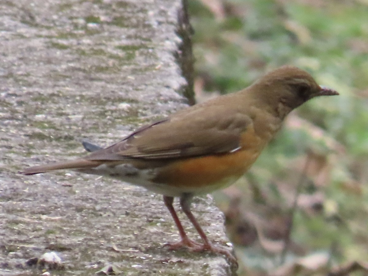 Brown-headed Thrush - ML646337289