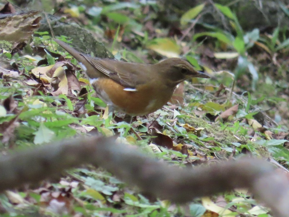 Brown-headed Thrush - ML646337290