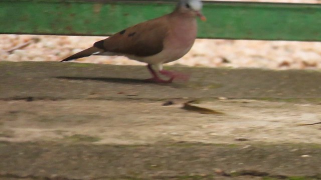 Blue-spotted Wood-Dove - ML646337291
