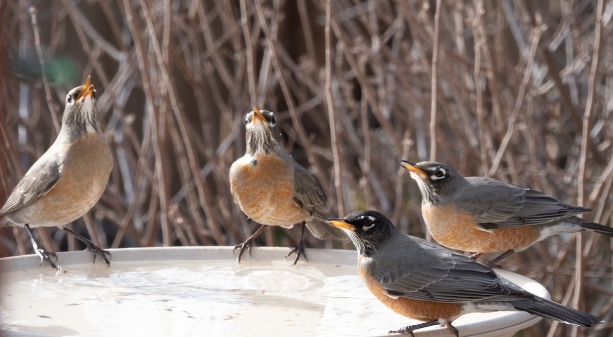 American Robin - ML646337308