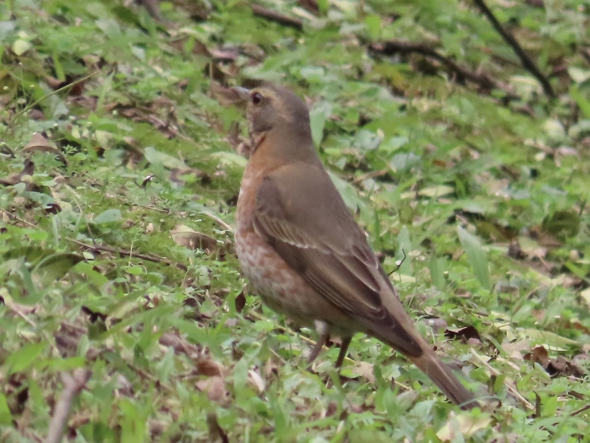 Dusky Thrush - ML646337309