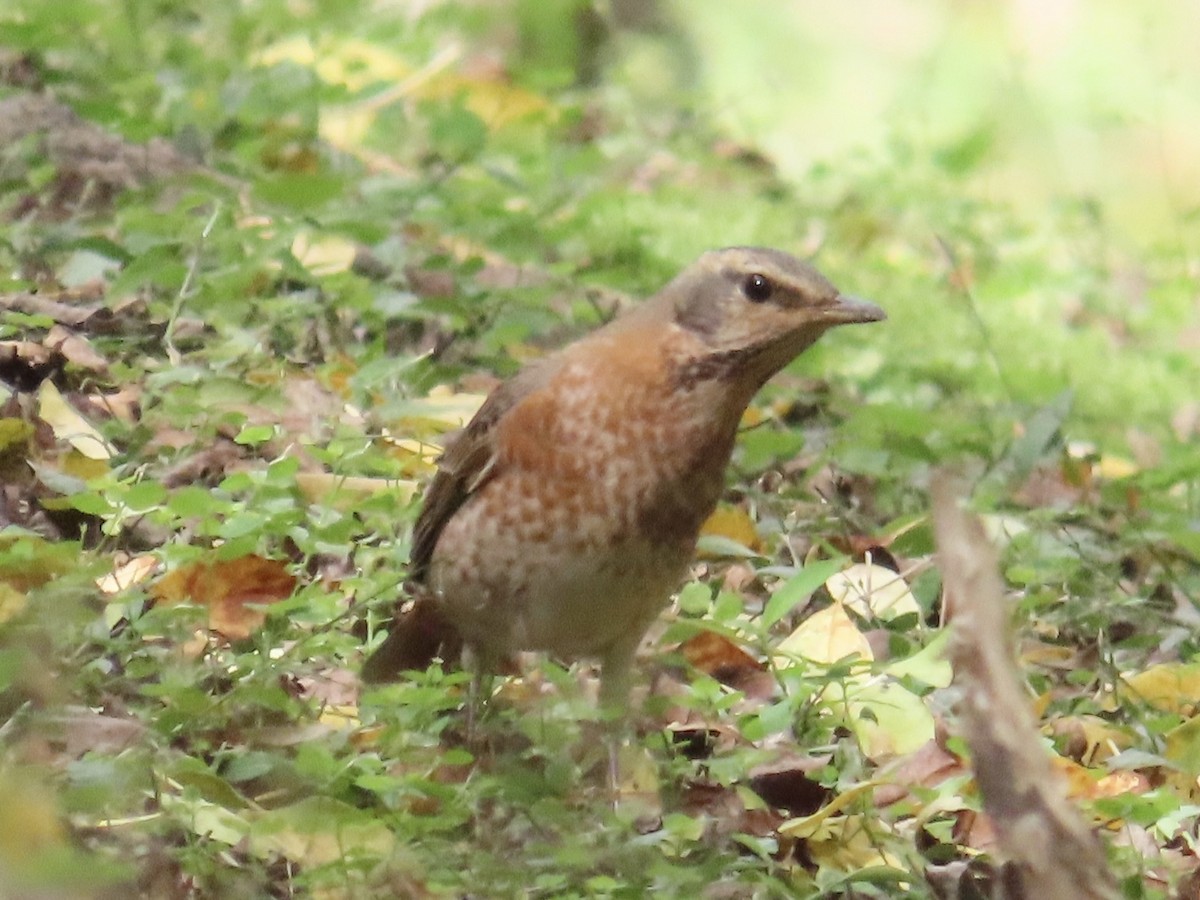 Dusky Thrush - ML646337310