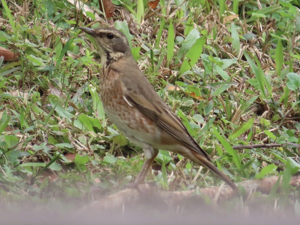 Kızıl Kanatlı Ardıç - ML646337311