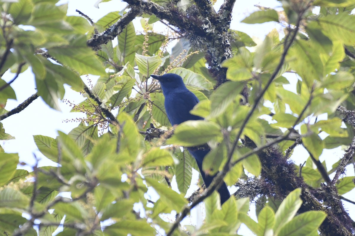 Unicolored Jay - ML646337312