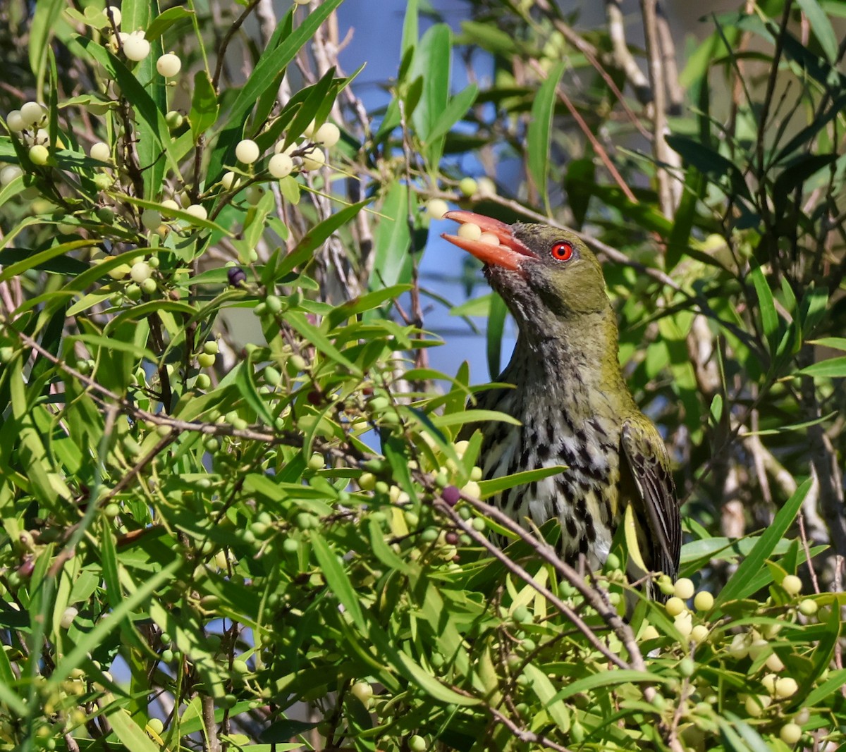 Olive-backed Oriole - ML646337313