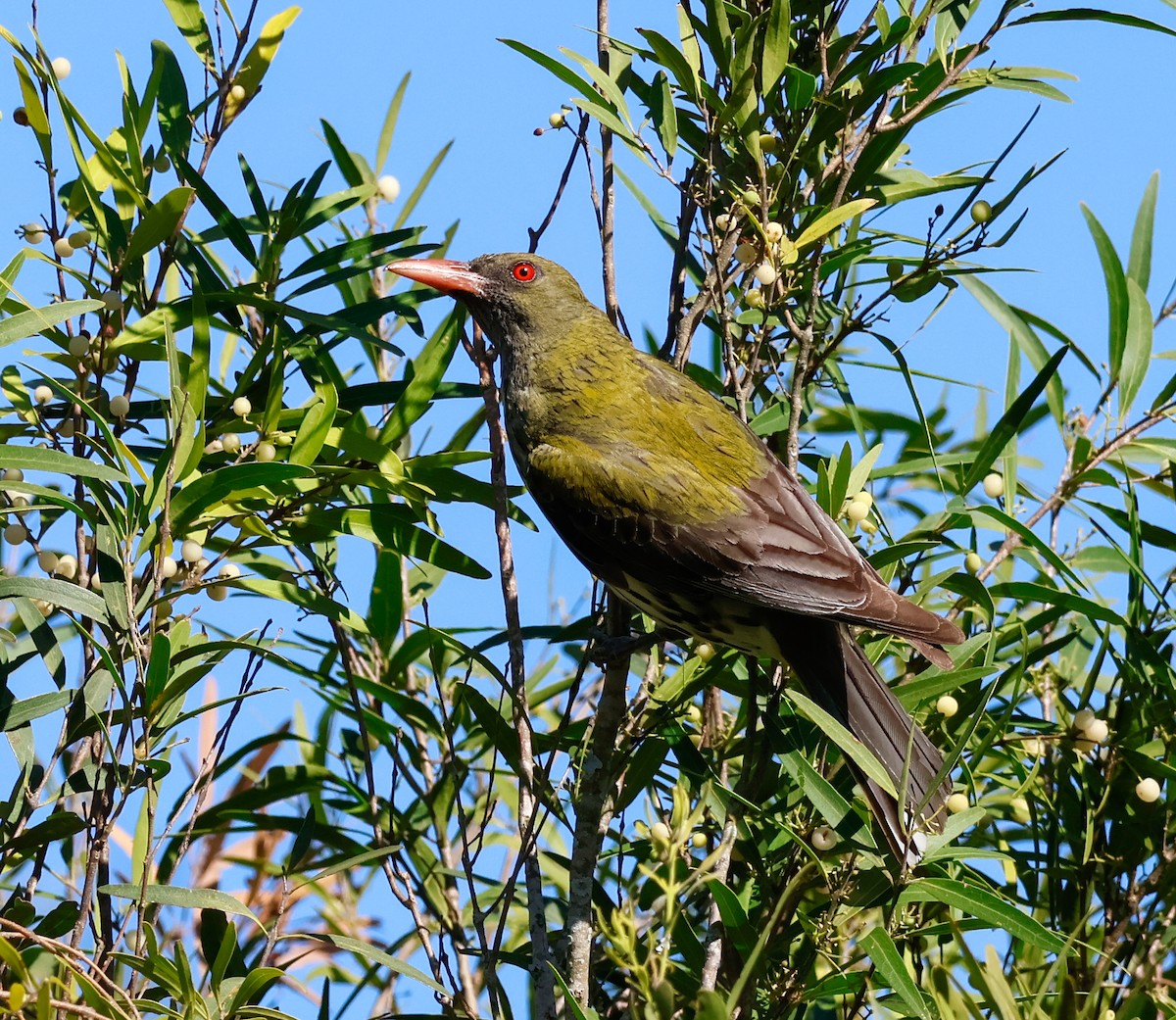 Olive-backed Oriole - ML646337314