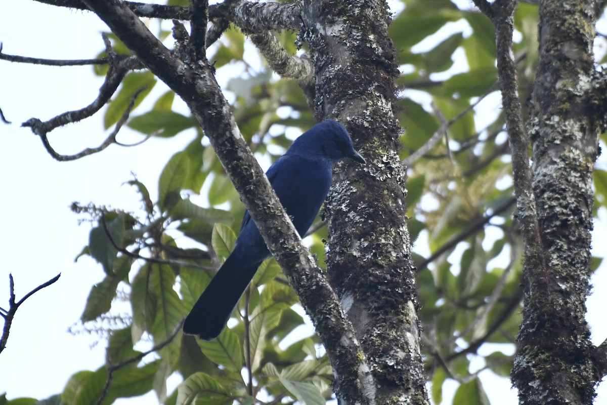 Unicolored Jay - ML646337315