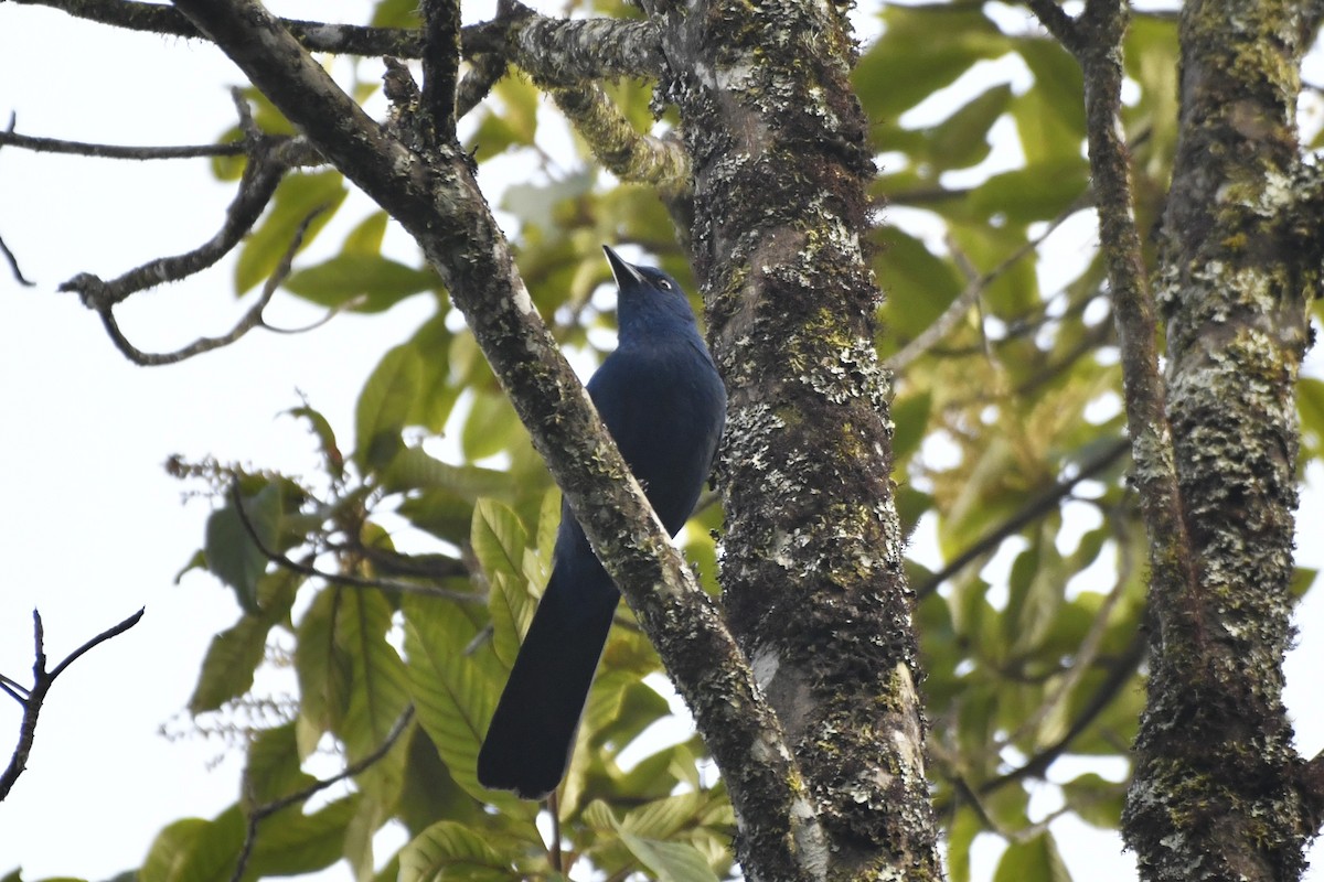 Unicolored Jay - ML646337316