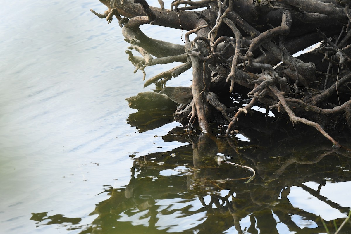 Fox Sparrow - ML646337319