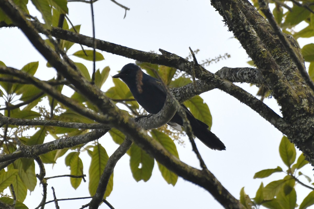 Unicolored Jay - ML646337320