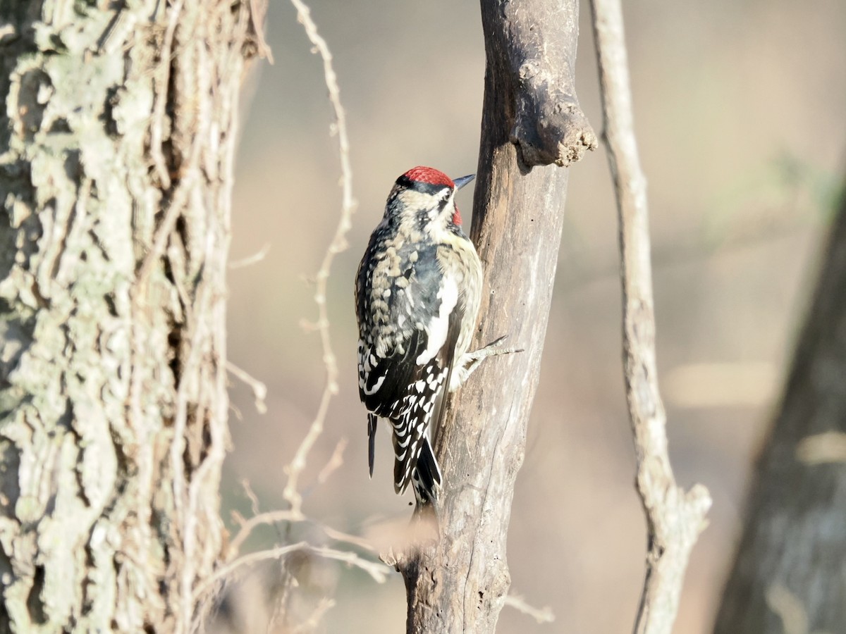 Yellow-bellied Sapsucker - ML646337321