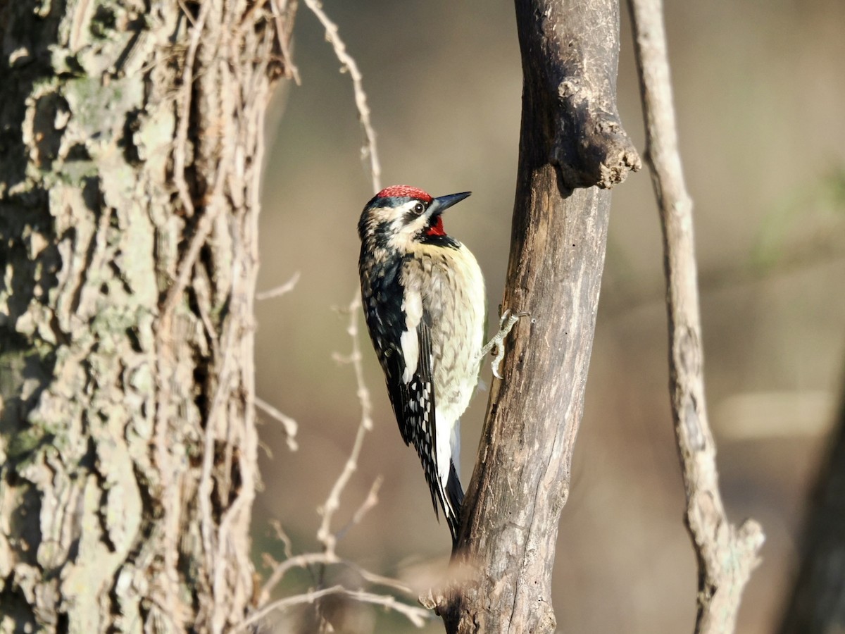 Yellow-bellied Sapsucker - ML646337322