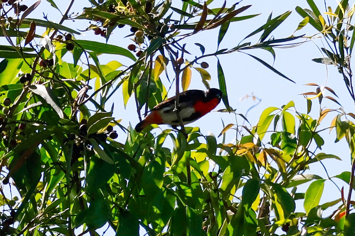 Mistletoebird - ML646337323