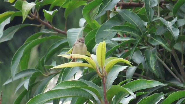 Tawny-flanked Prinia - ML646337324