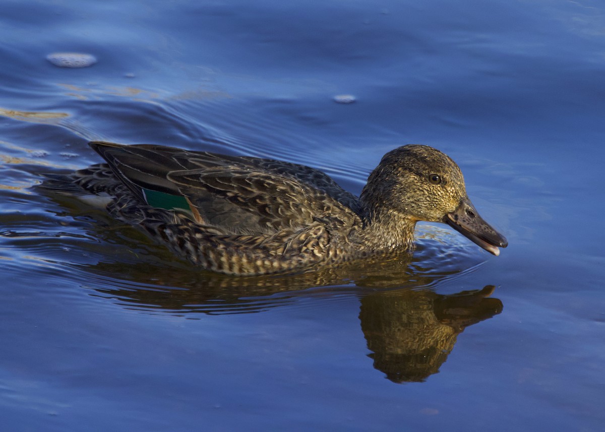 小水鴨 - ML646337325