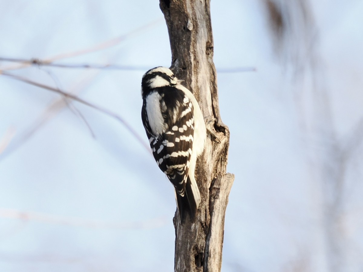 Downy Woodpecker - ML646337326