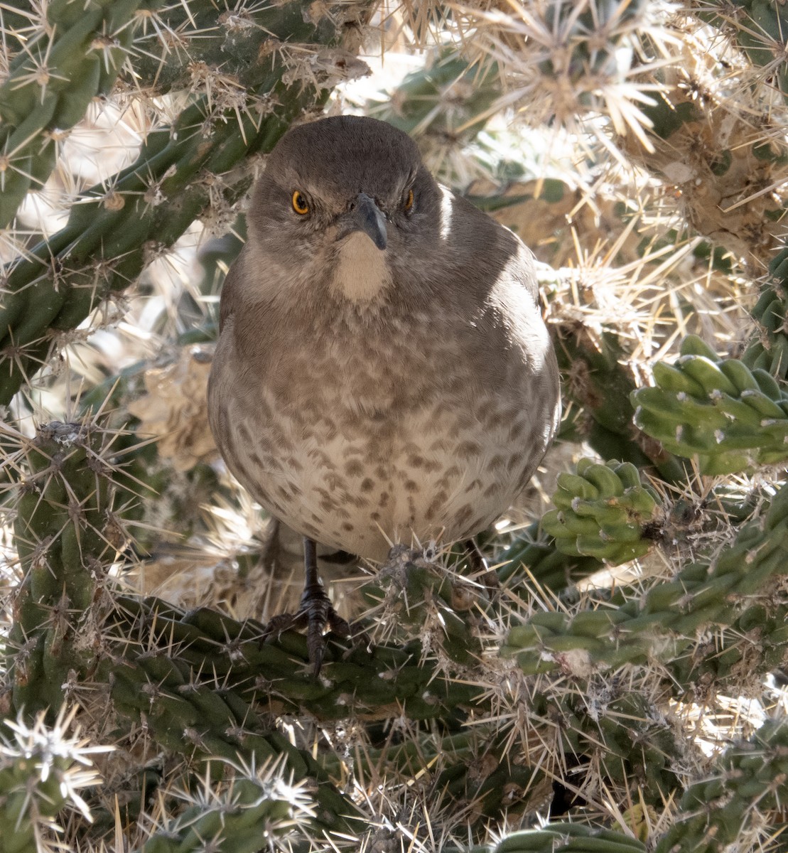 Curve-billed Thrasher - ML646337332