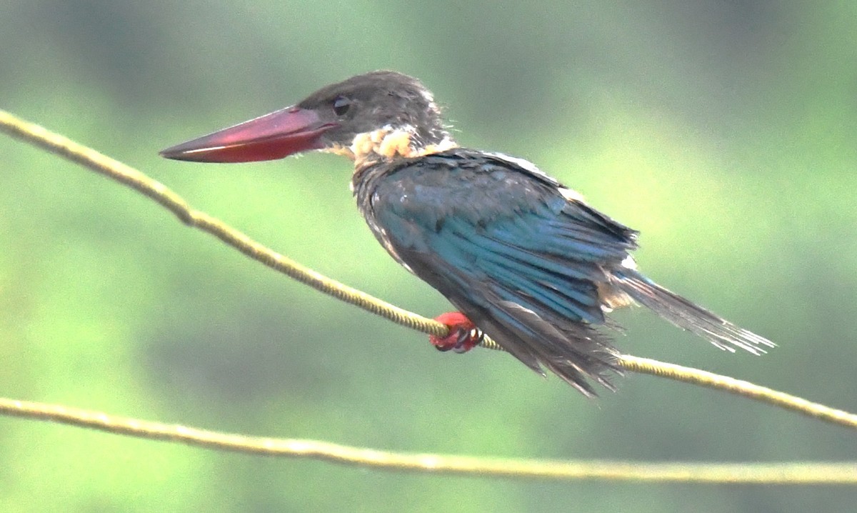Stork-billed Kingfisher - ML646337333