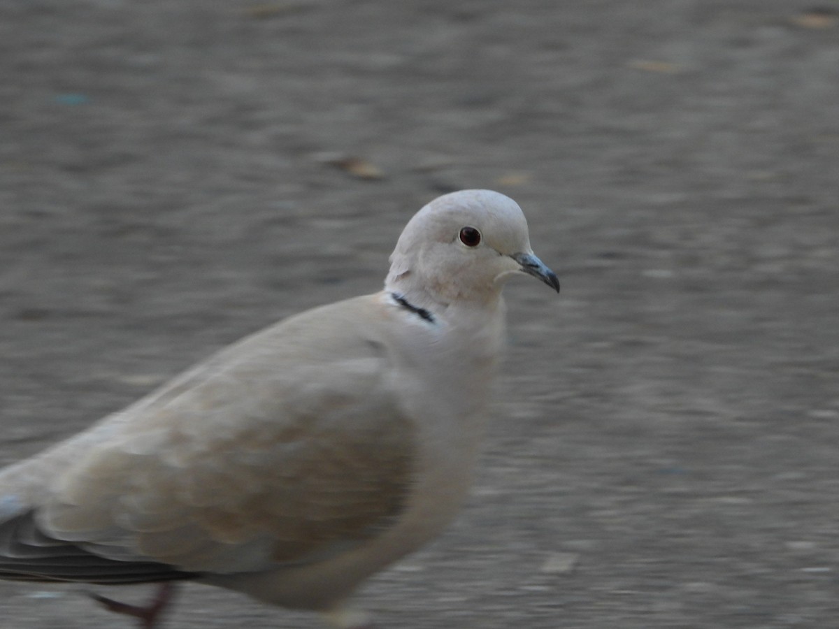 Eurasian Collared-Dove - ML646337334