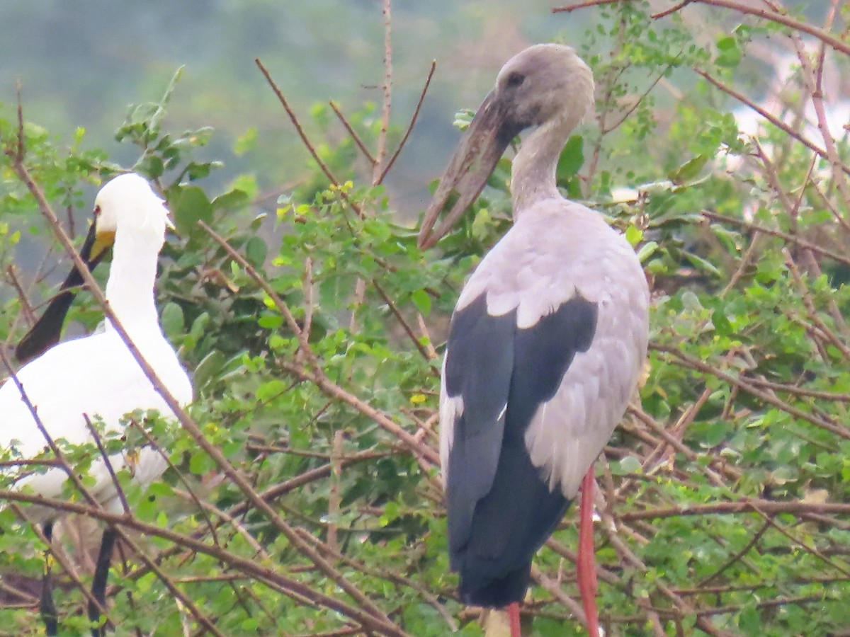 Asian Openbill - ML646337335