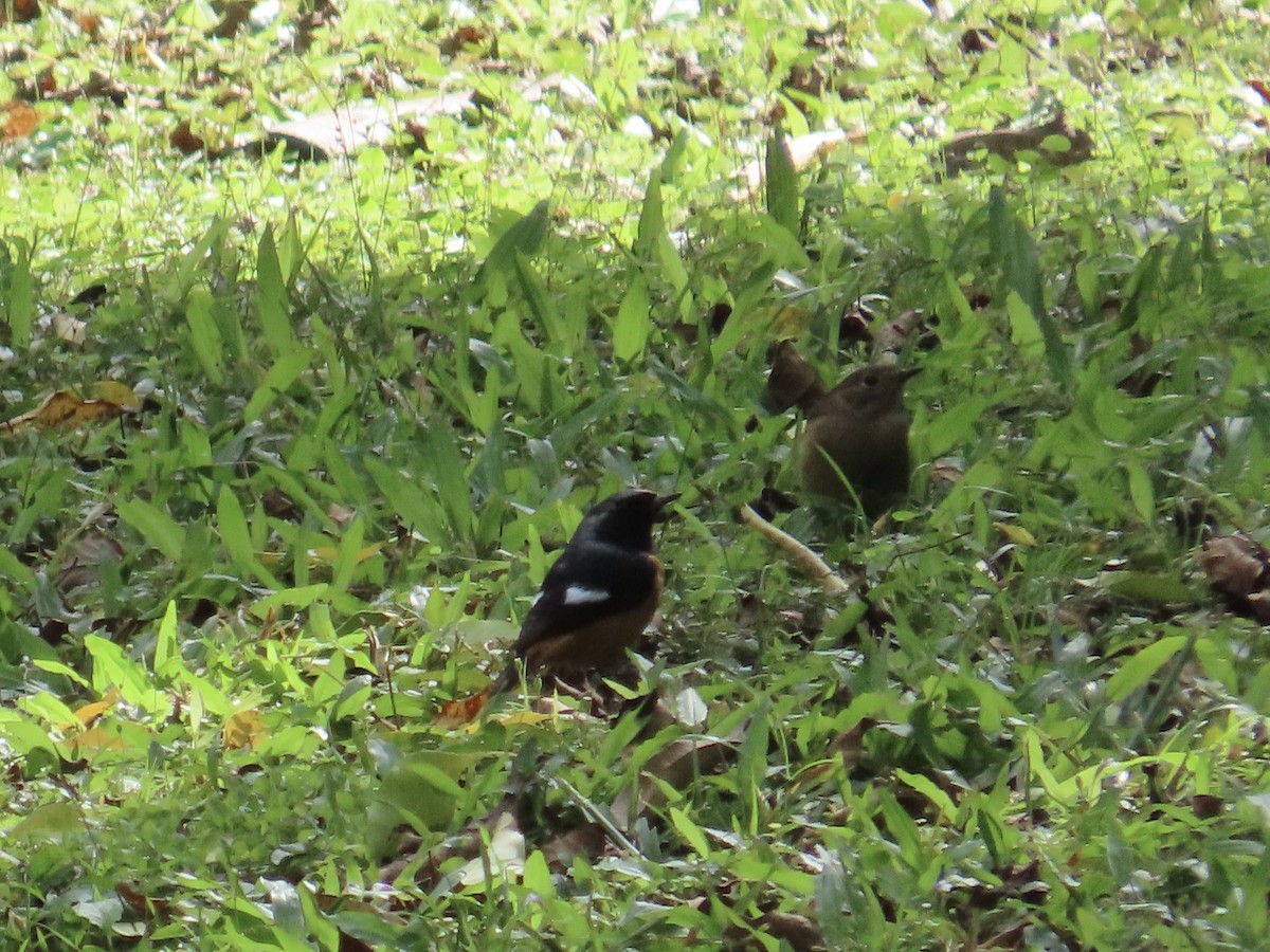 חכלילית סיבירית - ML646337336